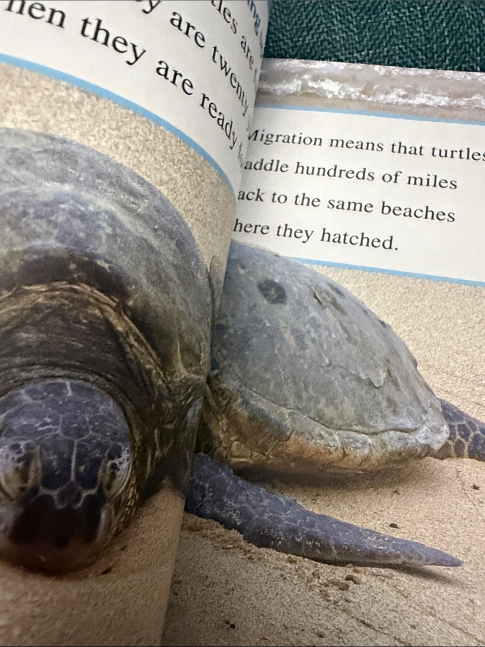 I Can Read! Ranger Rick "I Wish I Was a Sea Turtle" Picture Book - Blue - Picture 3 of 4
